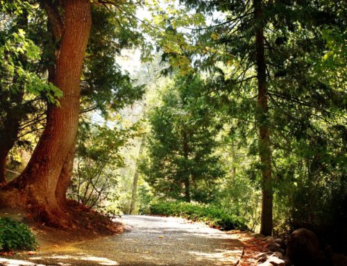 The Healing Power of the Forest